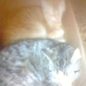 Meet your Posher, Lillian